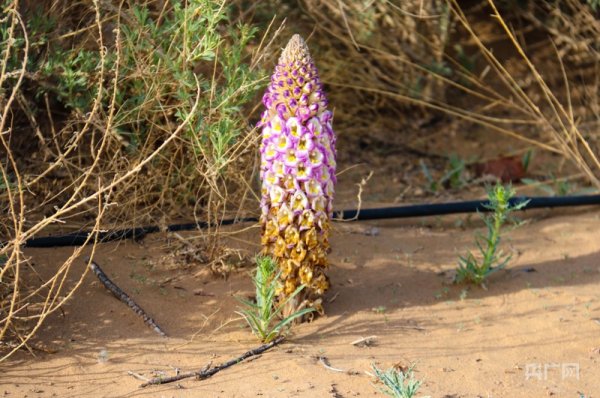 蜗牛配资 高质量发展看中国丨解码黄沙变金山的生存智慧_大皖新闻 | 安徽网