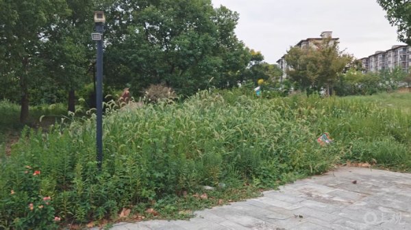 赣州达慧 多年荒废野草疯长！开放时间一拖再拖！南汇新城镇公共绿地为何没人管？